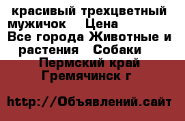 красивый трехцветный мужичок  › Цена ­ 10 000 - Все города Животные и растения » Собаки   . Пермский край,Гремячинск г.